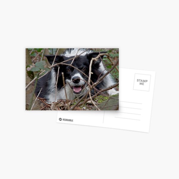 Predator Postcard
