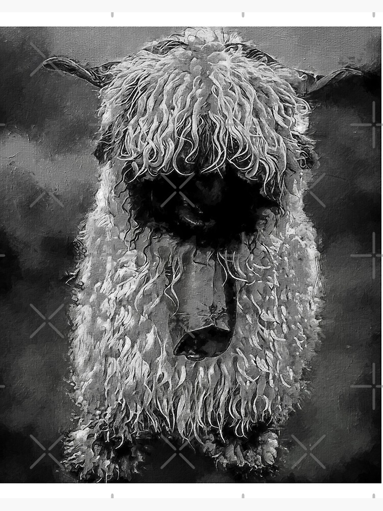 Black And White Swiss Valais Blacknose Sheep Fluffy Valais