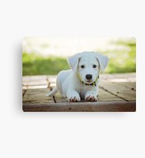 Cute Puppy For Your Child Canvas Print