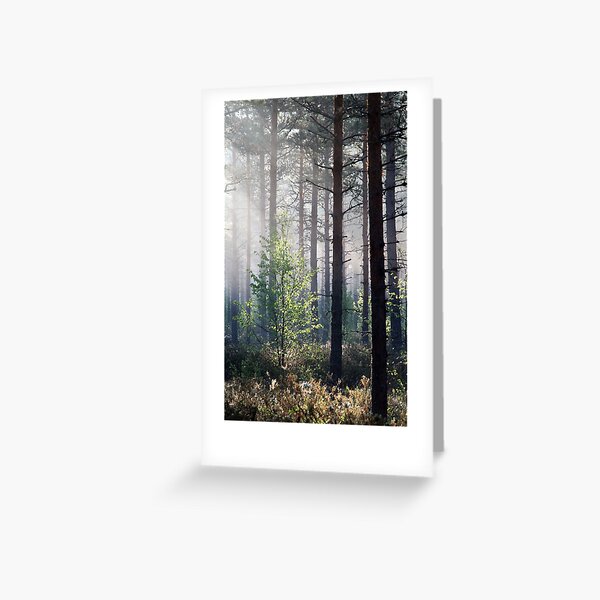 10.6.2017: Young Birch Greeting Card