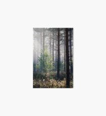 10.6.2017: Young Birch Art Board