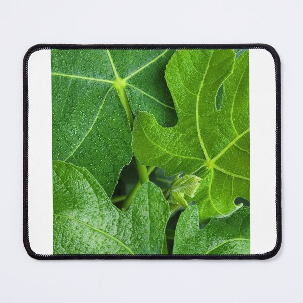 Item preview, Fig leaves, up close. Nature foliage designs designed and sold by ArtByScience.