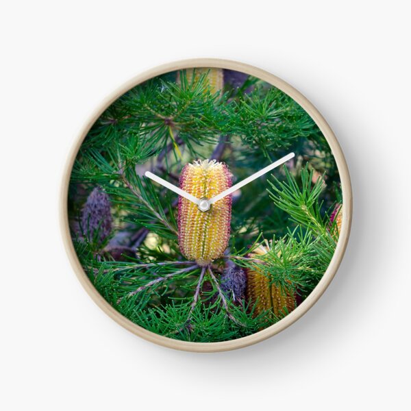 Orange Banksia Flower Clock