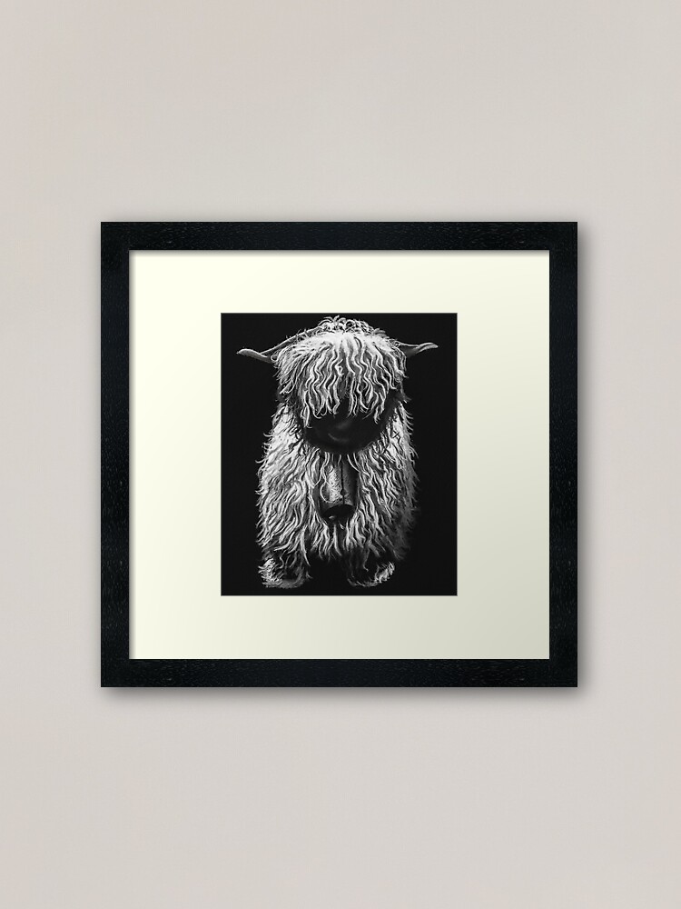 "Black And White Swiss Valais Blacknose Sheep, Fluffy Valais Blacknose