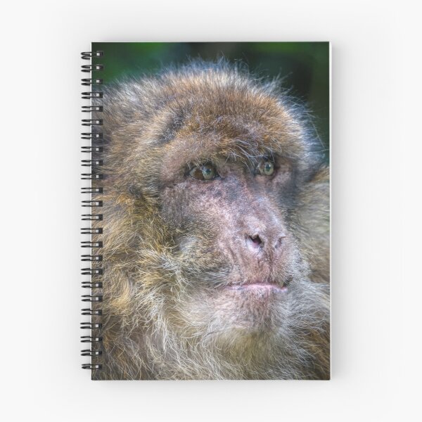 Item preview, Barbary macaques designed and sold by EcDigitalPhoto.