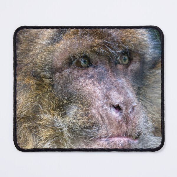 Item preview, Barbary macaques designed and sold by EcDigitalPhoto.