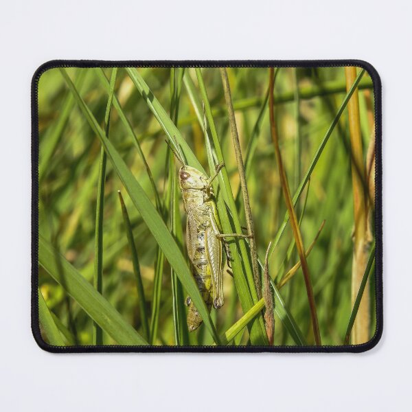 Item preview, Camouflage of grasshopper on grass designed and sold by RezieMart.