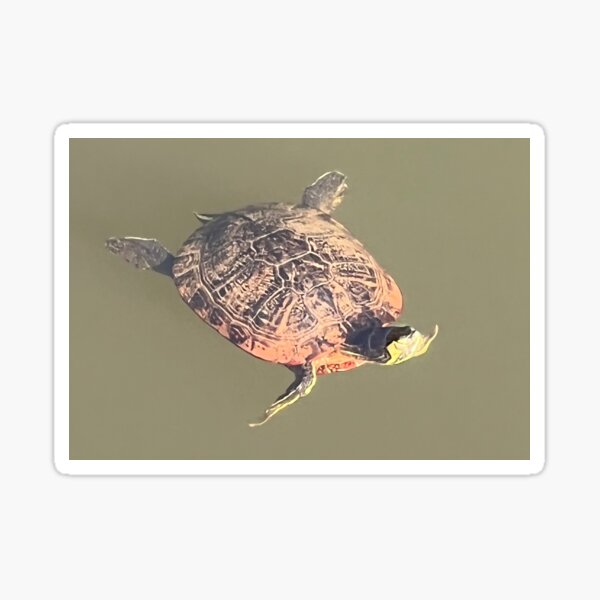 Stillness Gifts Turtle Tee on a hot summer day - animal photos  Sticker