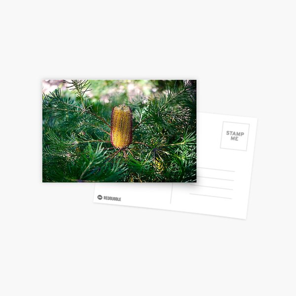 Orange Banksia Flower #2 Postcard