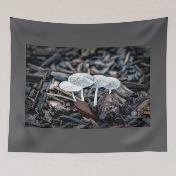 Item preview, Four White Parasol Mushrooms designed and sold by Debra Martz.