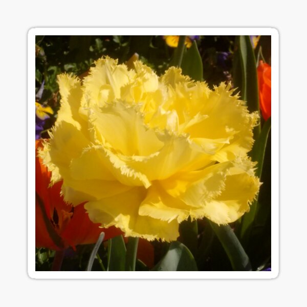 Happy Little Yellow Tulip Sticker