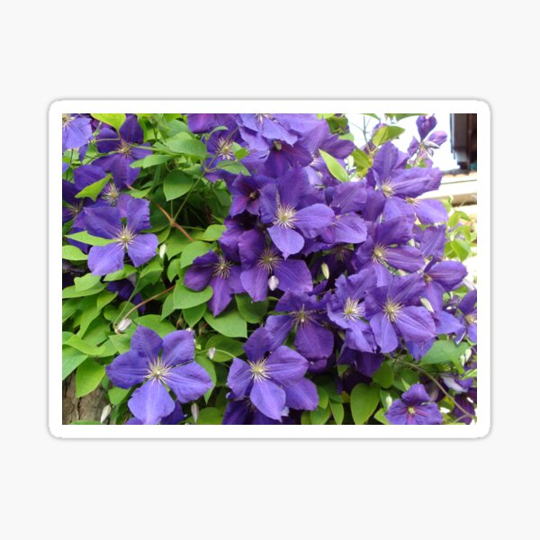 Purple clematis Sticker