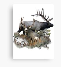 Bull elk and mule deer buck Canvas Print