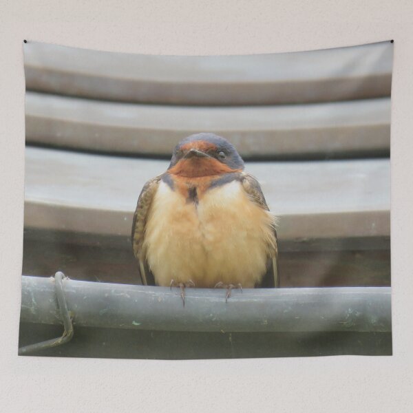 Item preview, Barn Swallow designed and sold by BeachyBird.