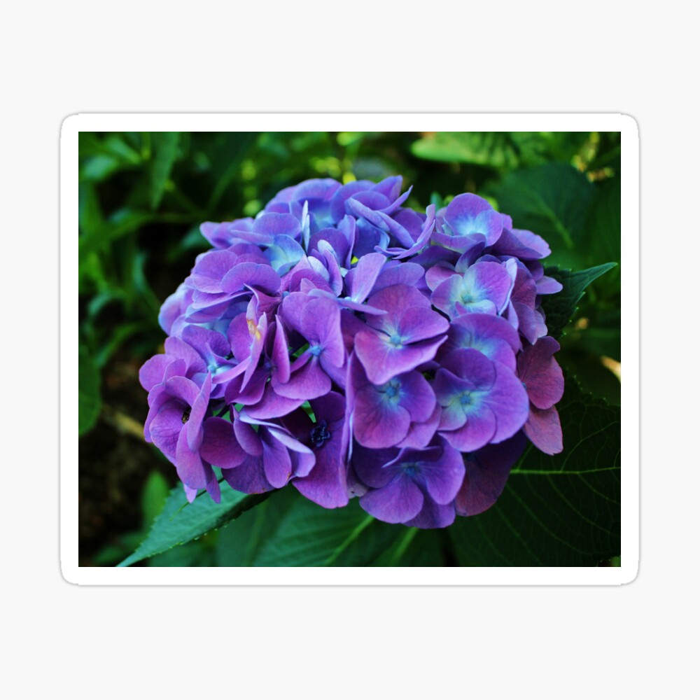 Lámina fotográfica «Hortensia morada» de Cynthia48 | Redbubble