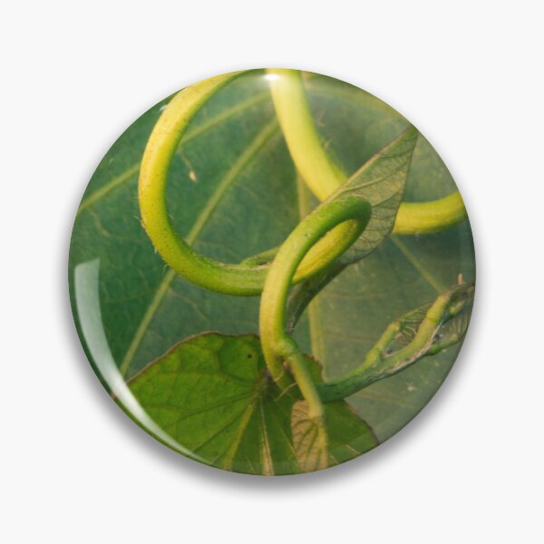 Item preview, Curly Sweet Potato Vine designed and sold by suziq1962.