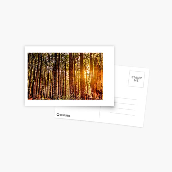 Item preview, Sunlight in a Redwood Forest designed and sold by JeffreySchwartz.