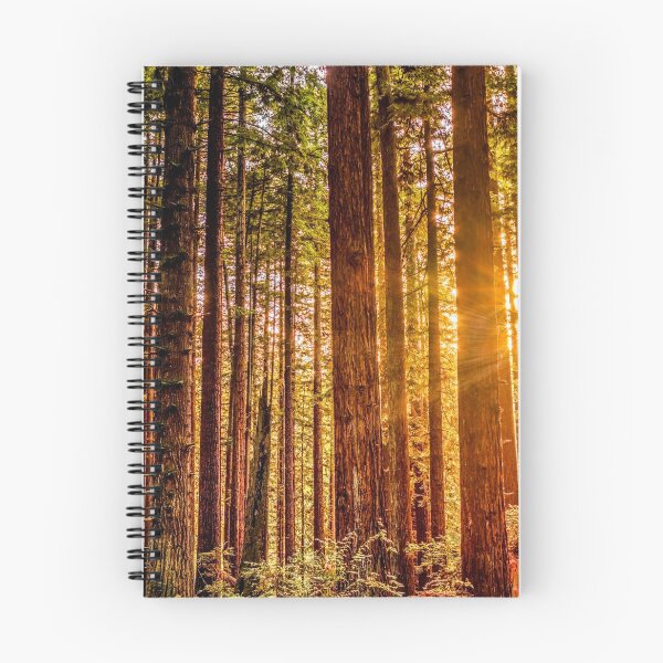 Item preview, Sunlight in a Redwood Forest designed and sold by Jeffrey Schwartz Photography.