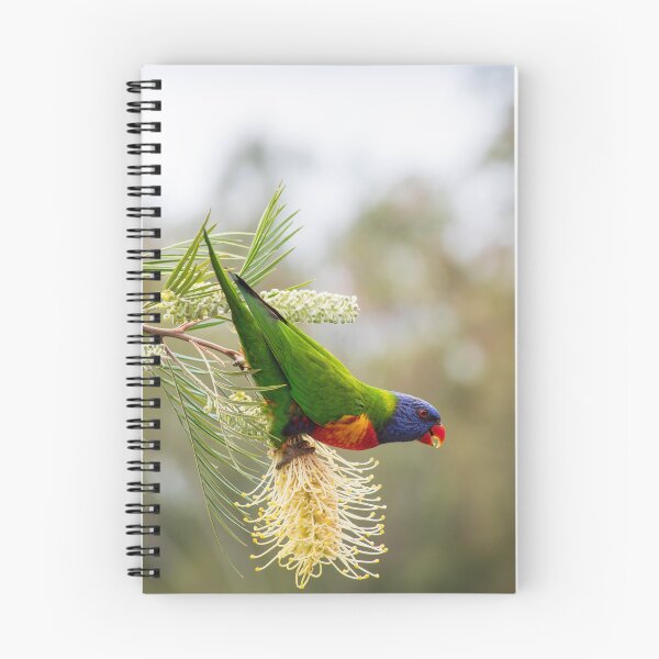Item preview, Rainbow Lorikeet Hanging Upside Down  NSW Central Coast of Australia designed and sold by suziq1962.