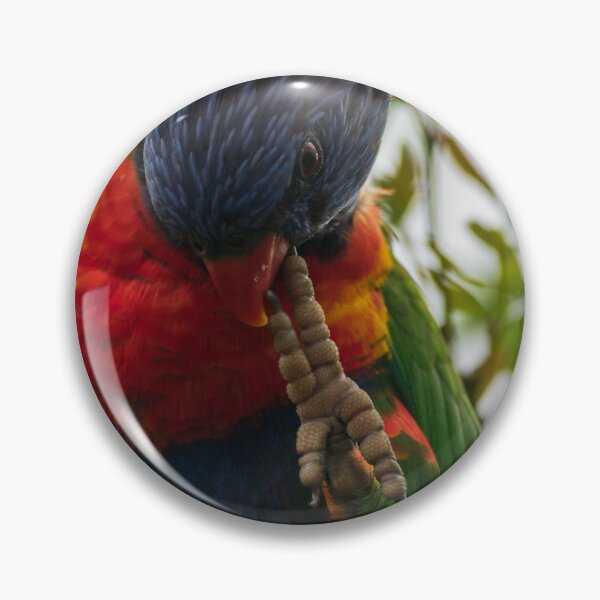 Item preview, Rainbow Lorikeet biting Claw NSW Central Coast of Australia designed and sold by suziq1962.