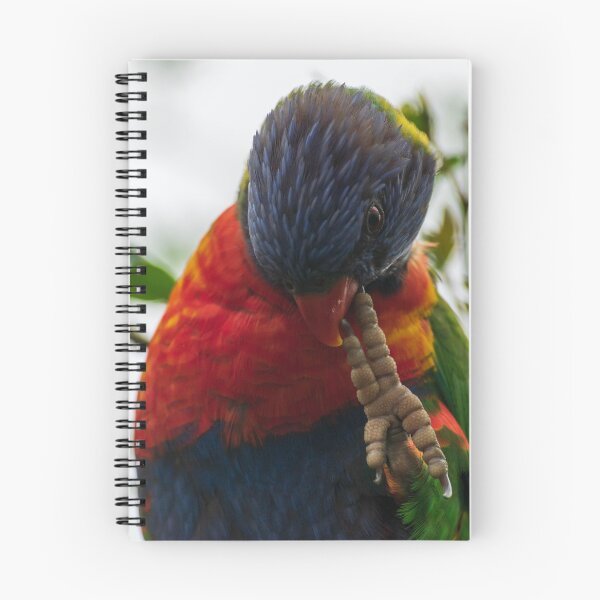 Item preview, Rainbow Lorikeet biting Claw NSW Central Coast of Australia designed and sold by suziq1962.
