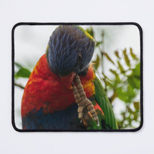 Item preview, Rainbow Lorikeet biting Claw NSW Central Coast of Australia designed and sold by suziq1962.