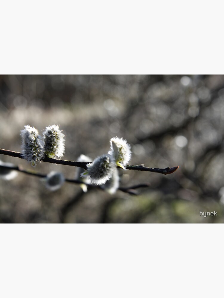 Spring Willow by hynek