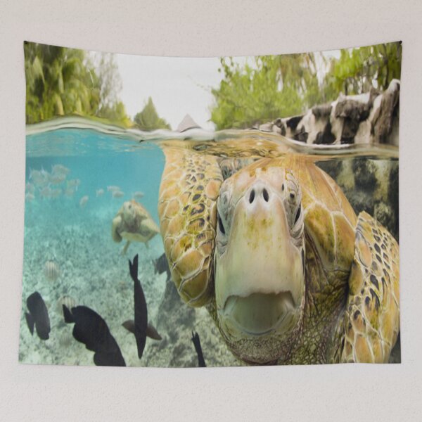 Item preview, tortugas designed and sold by Stiix.