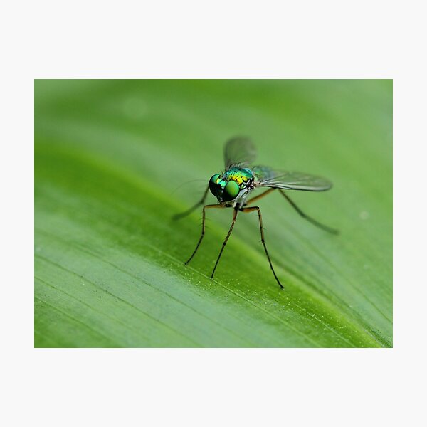 Item preview, Metallic fly designed and sold by AnnaKT.