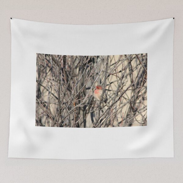 Item preview, Male House Finch designed and sold by Alyce Taylor.