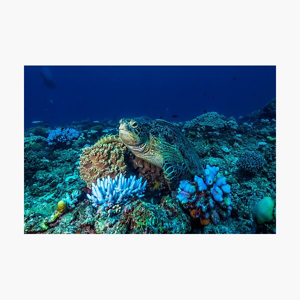 Sea Turtle on the Great Barrier Reef Photographic Print