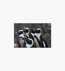 African Black-footed Penguin Art Board