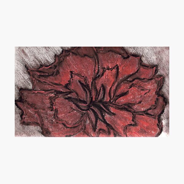 ROSE IN CHALK Photographic Print
