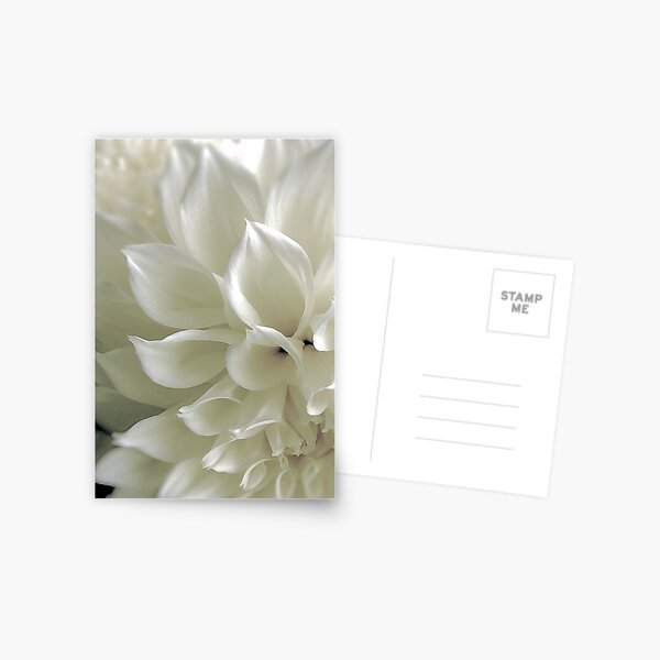Vanilla Cream Postcard