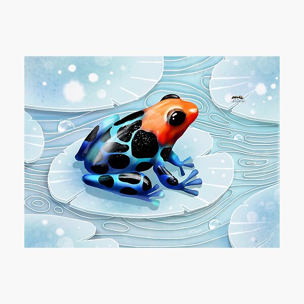 Poison Dart Frog Photographic Print