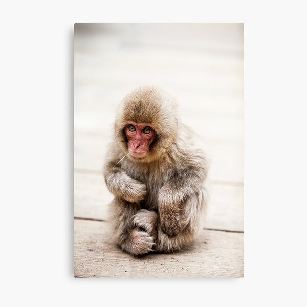 Japanese Macaque monkey, Jigokudani Snow Monkey Park, Japan Metal Print