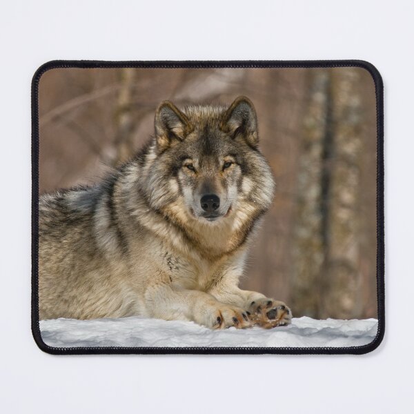 Item preview, Gray Wolf designed and sold by Michael Cummings.