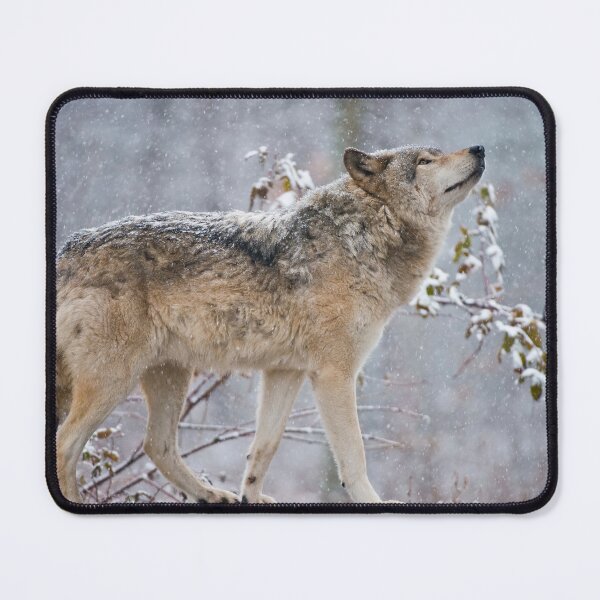 Item preview, Grey Wolf designed and sold by Michael Cummings.