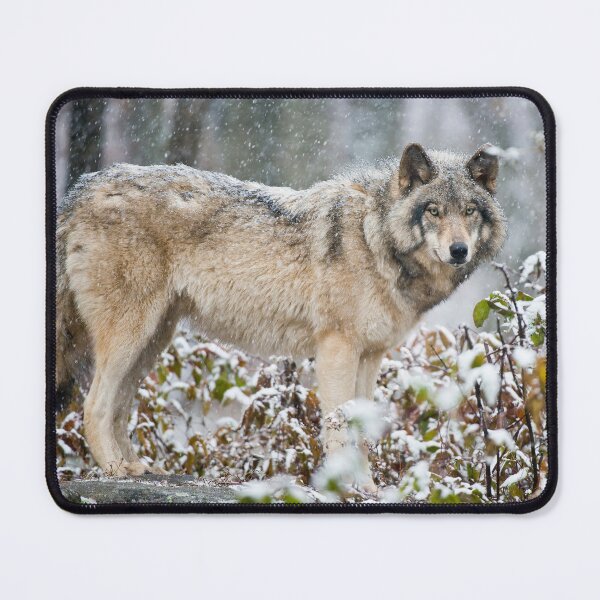 Item preview, Gray Wolf designed and sold by Michael Cummings.
