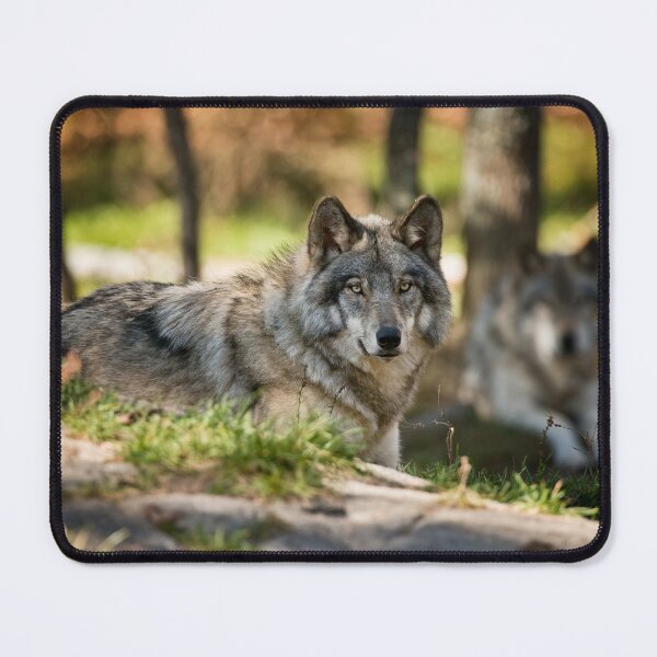 Item preview, Grey Wolf designed and sold by Michael Cummings.