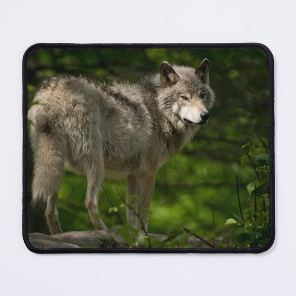 Item preview, Timber Wolf designed and sold by Michael Cummings.