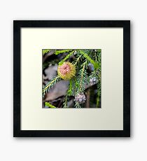 Bottle brush style Framed Print