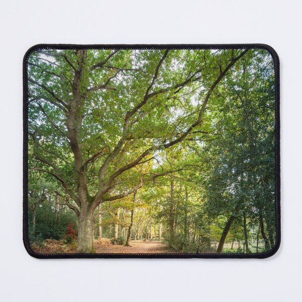 Item preview, Beautiful big old Beech tree designed and sold by CyaniRose.