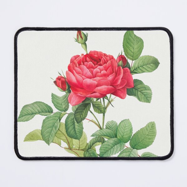 Item preview, Rosa gallica pontiana by Pierre-Joseph Redouté designed and sold by Bouchra-Shop93.
