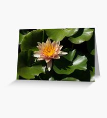 Exotic Colors - A Soft Coral Waterlily Greeting Card