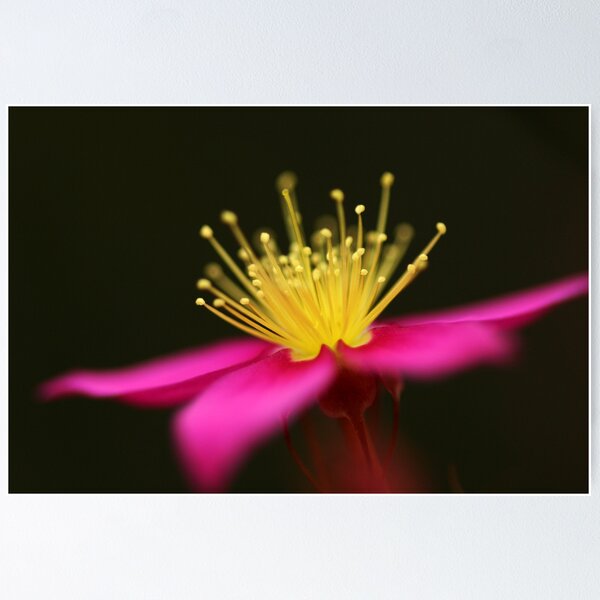 Item preview, Wildflower designed and sold by Annette Blattman.