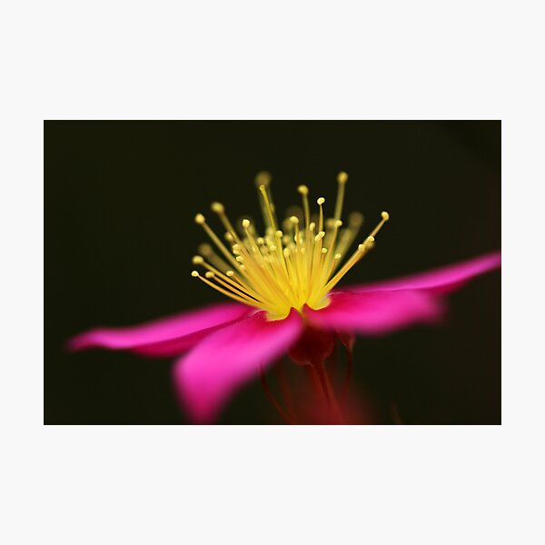 Item preview, Wildflower designed and sold by Annette Blattman.