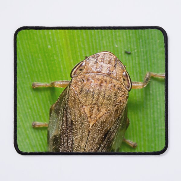 Item preview, Unique and organic photo of a planthopper designed and sold by AvonPerception.