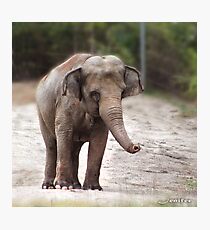 baby elephant Photographic Print