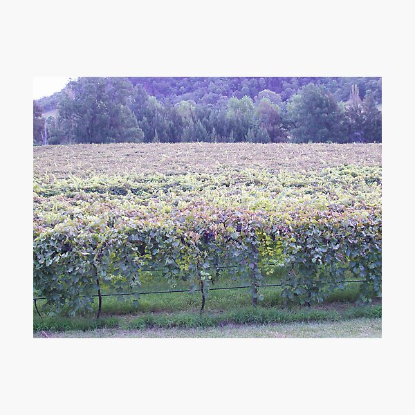 Item preview, CEDAR CREEK WINERY - HUNTER VALLEY designed and sold by Lara Bianco.